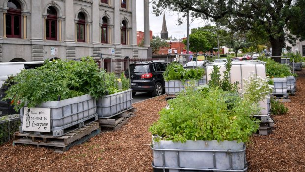 Industrial-strength plastic containers have turned a median strip beside Fitzroy Town Hall into a community garden.