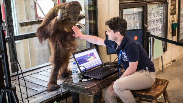 Researchers are developing software to keep Melbourne Zoo's orang-utans mentally engaged and challenged. 