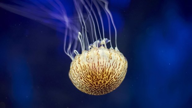 Monsters from the deep: Sea Life Melbourne Aquarium jellyfish livestream.