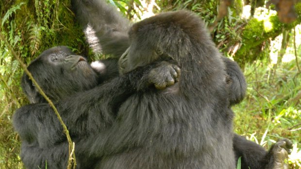 This is the first time two wild female gorillas have been documented engaging in sexual behaviour. 