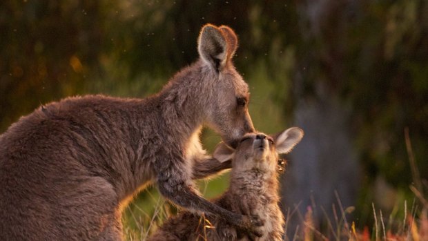 The number of Eastern Grey kangaroos allowed to be culled in Victoria hit almost 170,000 last year.