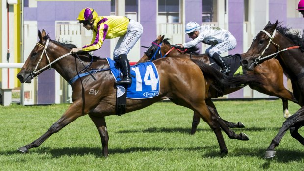 Taking on the big boys: Super Too will test how fast she is in the Black Caviar Lightning Stakes.
