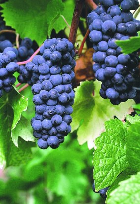 Genetic mutations in pinot noir grapes give rise to pinot blanc and pinot gris.