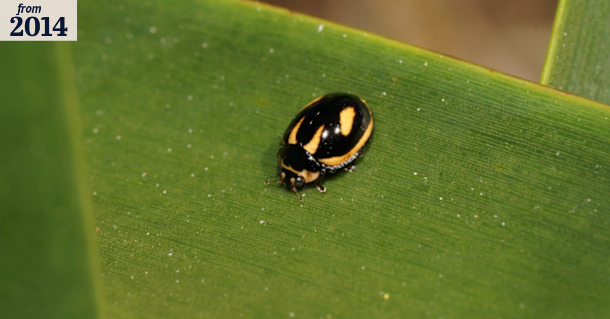 Extinct ladybird 'back from the dead'