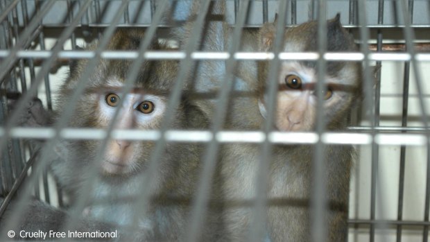 Macaques used in experiments, in a photo taken from a Cruelty Free International investigation.
