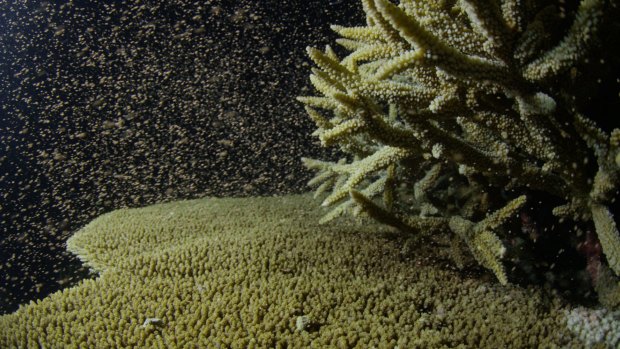 Coral spawning is timed by moon cycles and water temperatures.