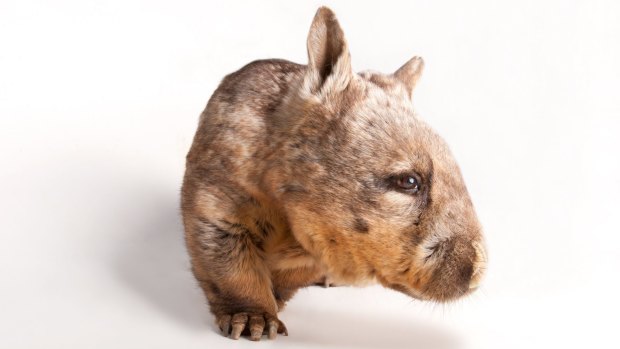 A southern hairy-nosed wombat at Melbourne Zoo. 