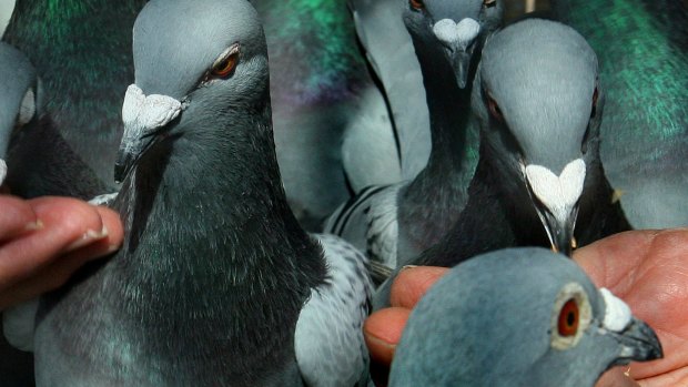 Pigeons: the avian ancestor of rock doves.
