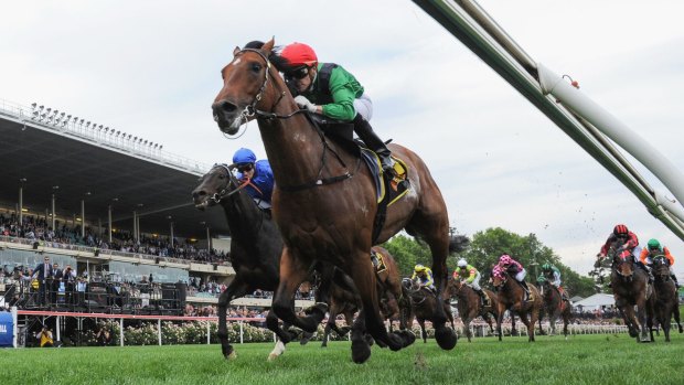 Fighting fit: Turn Me Loose shapes as a strong chance in the Emirates Stakes at Flemington on Saturday.