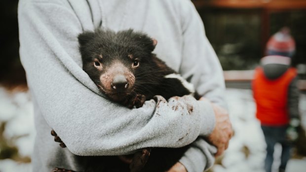 Up close with a Tasmanian Devil near the World Heritage listed Cradle Mountain National Park, Tasmania. Photo: Laura Helle
