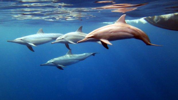 Dolphins before the first dive at Christmas Island
