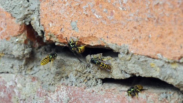 Australian winters are not cold enough to kill off all the European wasp nests - usually, about 10 per cent survive.