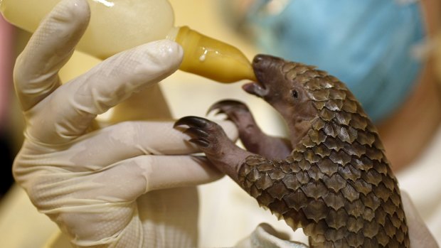 A young pangolin is bottle fed. The illegal live trade of pangolins is a common sight in China.