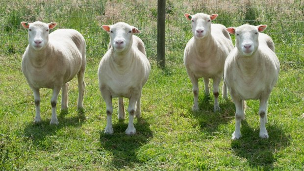 Debbie, Denise, Dianna and Daisy. Sheep cloned from the same mammary gland cell line as the world's first cloned animal, Dolly the sheep.