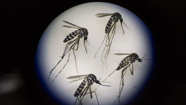 Adult female mosquitos under a microscope.