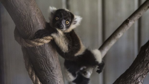 The Mogo Zoo has welcomed the birth of two baby Black and white Ruffed Lemurs.