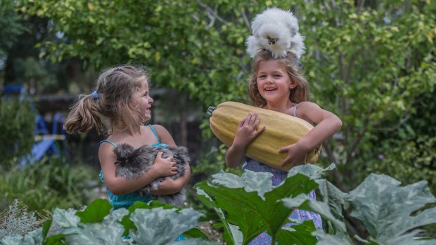 Poppy, 3, and Ruby, 5, Reynolds are fourth-generation show bakers.  They are entering their own vegetables, eggs, decorated biscuits and cakes at the Royal Canberra Show. 