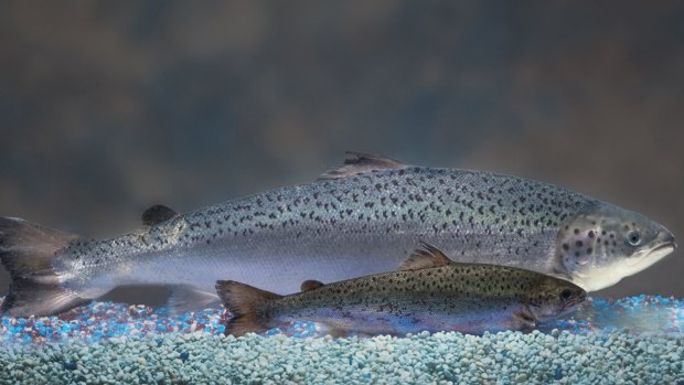 A genetically engineered AquAdvantage salmon, rear, and non-modified sibling of the same age.