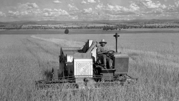 A Sunshine harvester at work in the wheat fields near Tamworth in 1933.