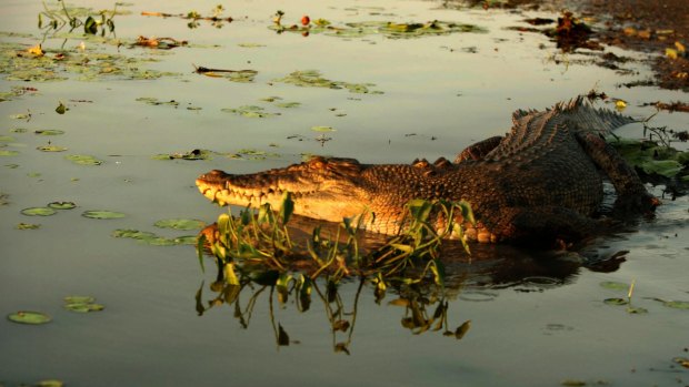A woman has been attacked by a crocodile in Western Australia's north west.