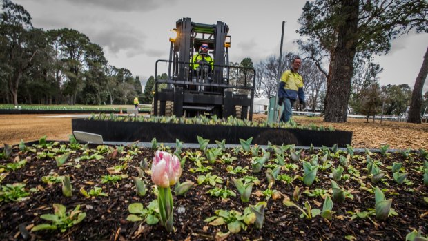 Transport and installation of the largest portable flowerbed display in the world, bulbs grown in Yarralumla nursery to Commonwealth Park, the site of Floriade.