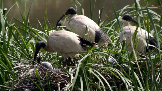 Australian white ibis nesting in the Macquarie marshes in western NSW in 2000.