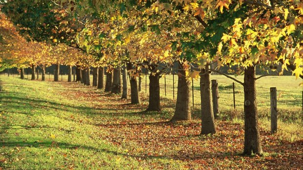 Autumn turns the trees golden in Macarthur.