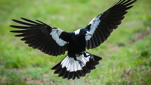 Magpies have started swooping again in Canberra.