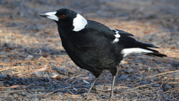 Experts say a few "rogue" magpies have given the species a bad reputation.