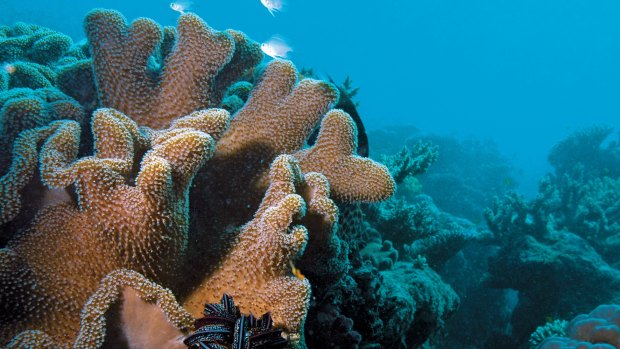 The Great Barrier Reef Marine Park has been protected from dredge spoil. 