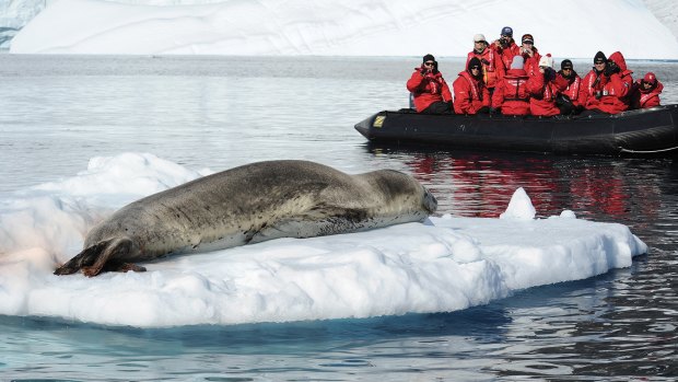 Getting up close to the wildlife in Antarctica.