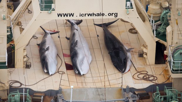 Under a new whaling plan, Japan intends to kill nearly 4000 minke whales over the next 12 years.