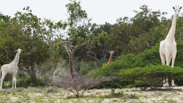  A rare white giraffe and her calf in Kenya. Video footage of the duo is believed to be the first of its kind.