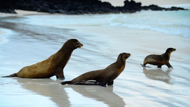 Sea lions, San Cristobal, Galapagos Islands.