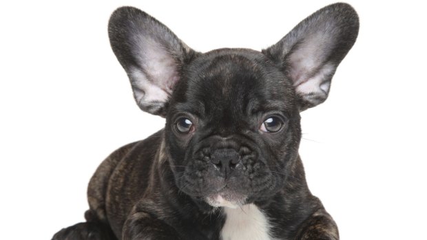 French bulldogs, similar to the one pictured, were among the breeds of dogs seized at the Ipswich property.