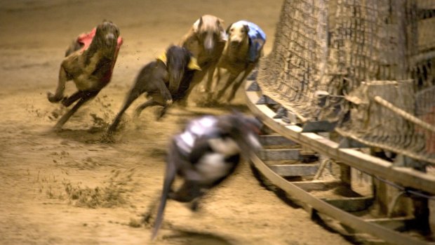 Four more people have been charged as part of an investigation into live baiting in Queensland's greyhound racing industry.