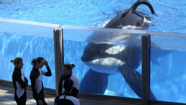 Tilikum was aged about 36 and has been sick for the past year.