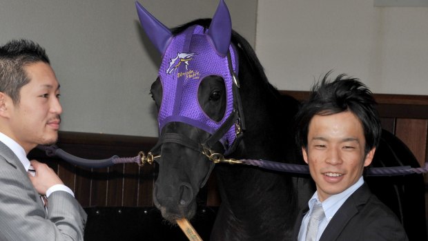 Tragic end: Favourite Admire Rakti of Japan relaxes in its stable with handlers at Flemington Racecourse. The horse collapsed and died after running last in the Melbourne Cup.