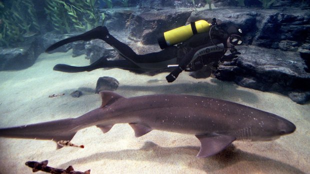 A sevengill shark at the Melbourne Aquarium.