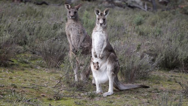 Territories Minister Shane Rattenbury says kangaroo population counts will determine whether a cull is necessary this year.