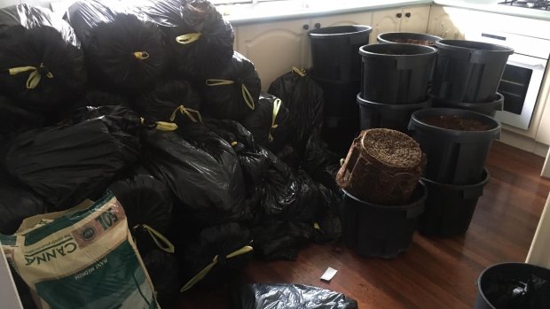 Police have seized hundreds of plants in the raids.