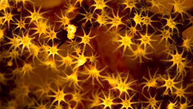 Soft coral. Winner of the Eureka prize for science photography