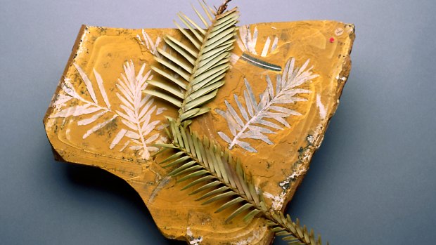 Fossilised Agathis jurassica leaves alongside modern Wollemi pine.