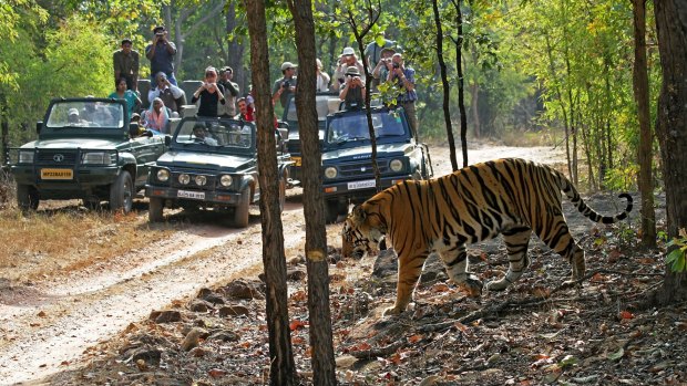 Tiger and tourists encounter in a safari in Bandhavgarh National Park