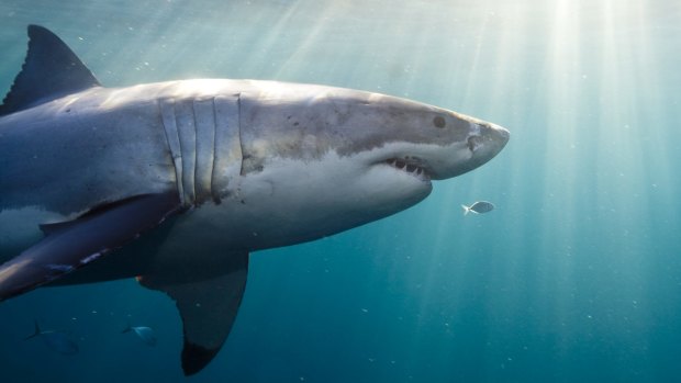 Upclose and personal: the NSW government's announcement that it will trial a sonar-based shark detection system at NSW beaches comes after numerous shark sightings this summer.