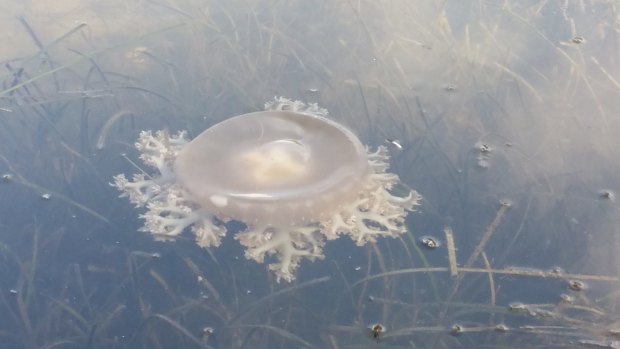 An upside-down Cassiopea jellyfish photographed in Lake Macquarie. 