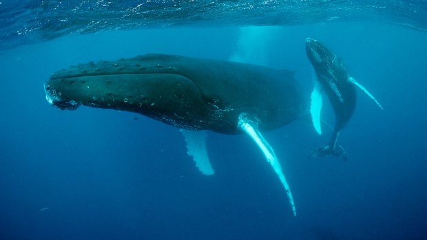 A study has found humpback whales learn songs verse by verse, like humans.