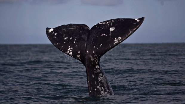 In 2010, a lone grey whale was spotted in the North Atlantic - the first sighting in about 200 years.