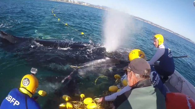 A juvenile whale calf is cut free after getting entangled in a shark net off the Gold Coast.
