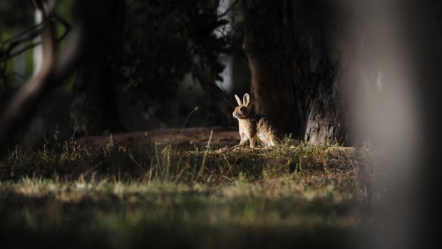 Rabbits have bred in large numbers on Lake Burley Griffin's eastern foreshore.